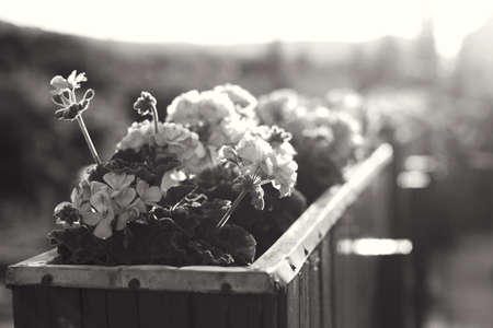 Beautiful flowers in flower beds and vases stand on the streets for decoration. soft nice backgroundの写真素材