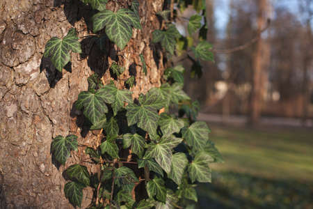 tree trunk wrapped in wild ivy in the parkの写真素材