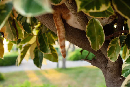 a beautiful red cat lies on tree branches, a striped tail hangs between the leaves