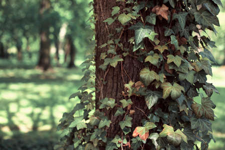 Tree trunk in ivy leaves. Beautiful green forest