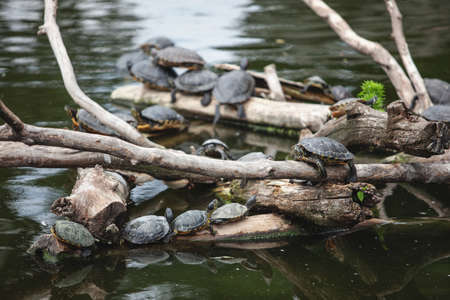 turtles resting on logs. big beautiful pondの写真素材