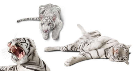 photo set white tigers isolated on white backgroundの写真素材