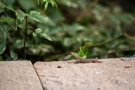 a little lizard is sitting on a stone. wild natureの写真素材