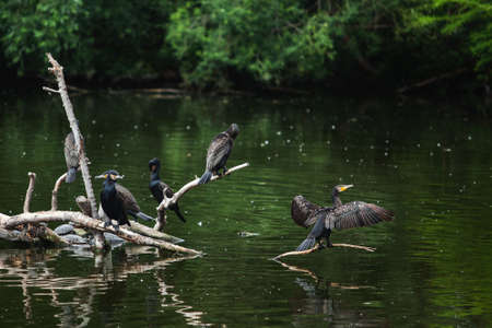a large flock of birds sits on logs near the water