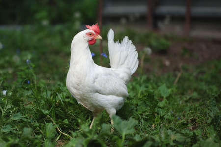 a white hen is walking along the green grass.