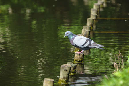 the pigeon sits on a column near the riverの写真素材