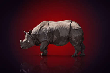 a large adult rhino is standing sideways. on a color backgroundの写真素材