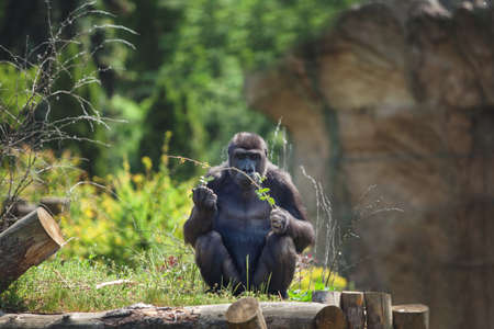 one monkey sits on the grass in a bright sunny day
