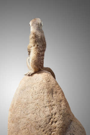 one cute little meerkat sits on a stone and looks at the back.の写真素材