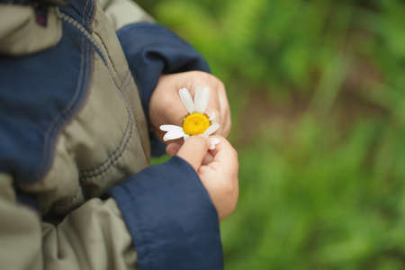 Holds chamomile in hands. The child is studying the world.の写真素材