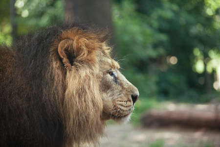 portrait of a large beautiful lionの写真素材