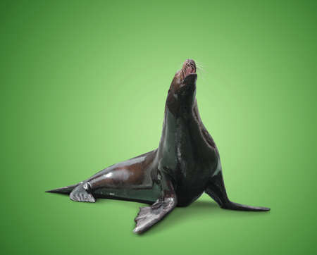 fur seal, rare animal, protection and careの写真素材