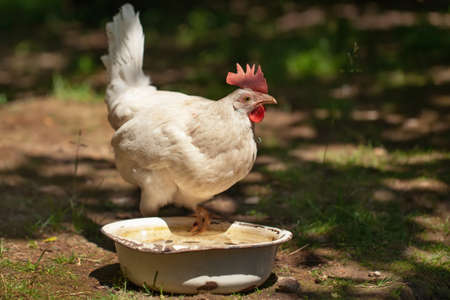 beautiful white chicken walks in the fresh air, agriculture and private productionの写真素材