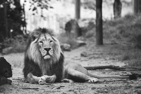 portrait of a large beautiful lion