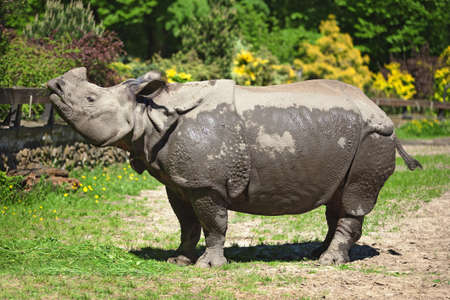 a big rhinoceros raised his head and stood on the green grassの写真素材