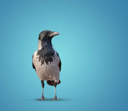 large wild crows isolated on backgroundの写真素材