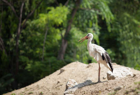 beautiful white stork stands on a hill of sand against a background of green treesの写真素材