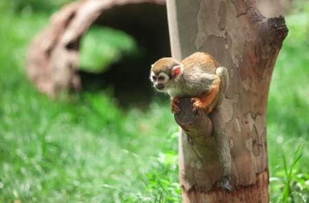 Saymiri, a little funny squirrel monkey sitting on a tree trunk