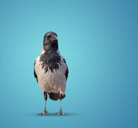 large wild crows isolated on backgroundの写真素材