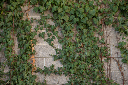 wall covered with green leaves, decorative street decorationsの写真素材