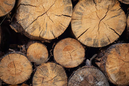 cut tree trunks lie on its side. beautiful texture of the rings