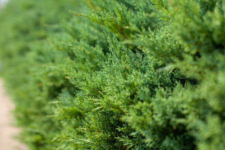 green bright bush. small leaves. bright sunny day.の写真素材