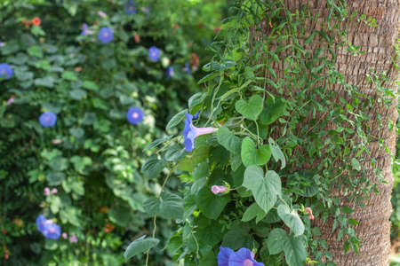 fragile purple flowers on a tree trunk