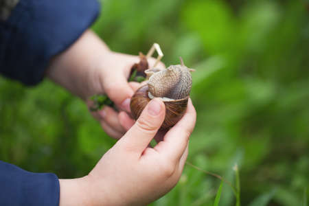 The child is studying the world. Holds a snail in her hands.の写真素材