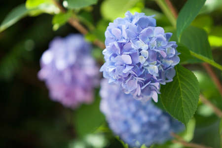 a bush of hydrangeas. beautiful floral background. bright summer mood.