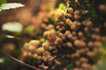 Closeup of poisonous but beautiful mushrooms in the forest