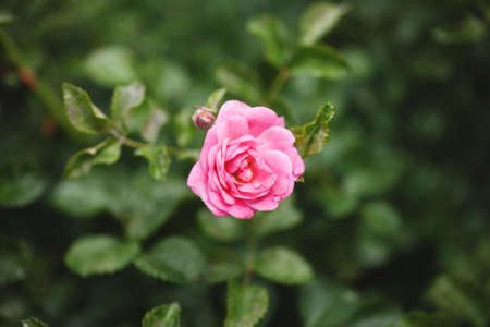 delicate flowering shrub with roses and wild rose