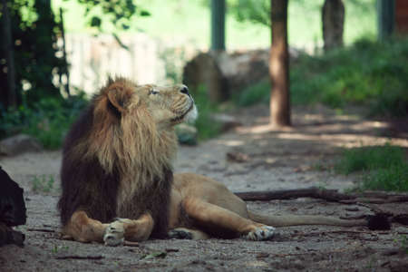 adult lion resting in the shade, lying on the groundの写真素材
