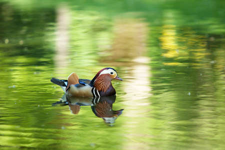Beautiful duck swim in the river. beautiful backgroundの写真素材