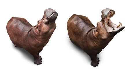 the hippopotamus lifted the head in top. photo set