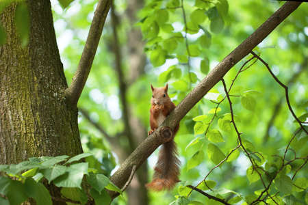 Little funny squirrel eating a nut on a tree