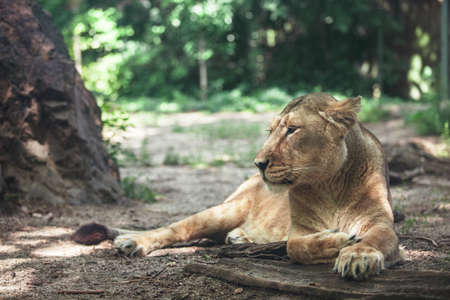 portrait of a big beautiful lionessの写真素材