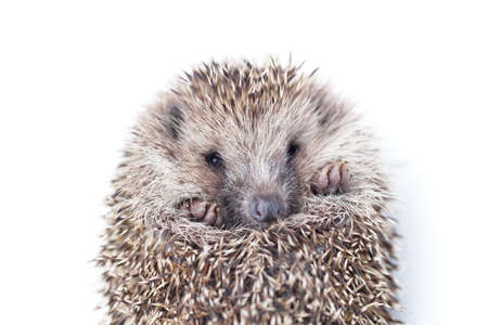 the wild young hedgehog curled into a ball. view from aboveの写真素材