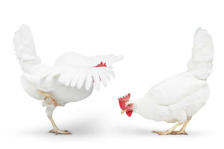 chicken looking close to the floor. isolated on white