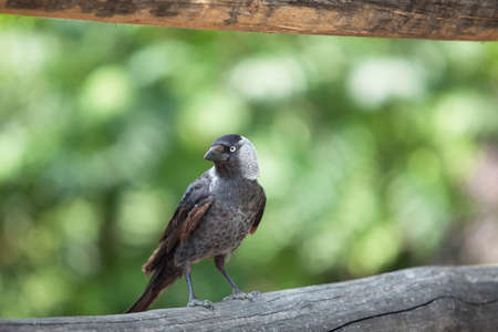 a black crow sits in a park on a wooden branchの写真素材