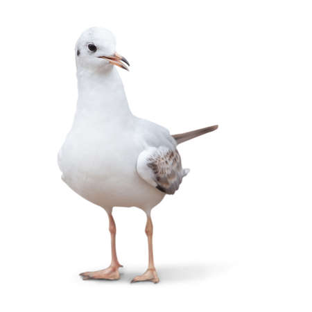 wild white seagull. isolated on white background