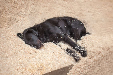 black mongrel dog lying on the sawdust. on construction sitesの写真素材