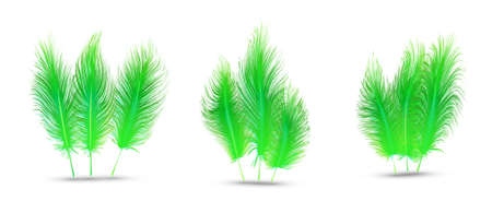 set of beautiful festive feathers isolated on white backgroundのイラスト素材