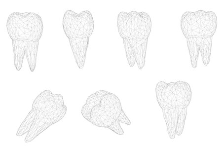 vector set of 3d teeth for dental medicine. isolated on whiteのイラスト素材