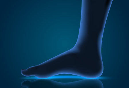 3d illustration, vector foot volume, health and shoe selectionのイラスト素材