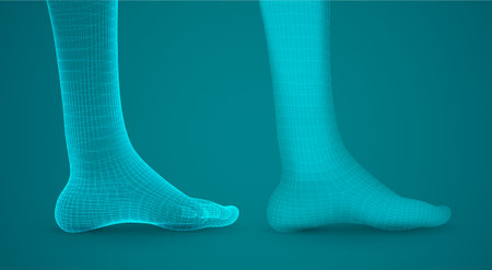 three-dimensional female feet. vector template. finished item. feet careのイラスト素材