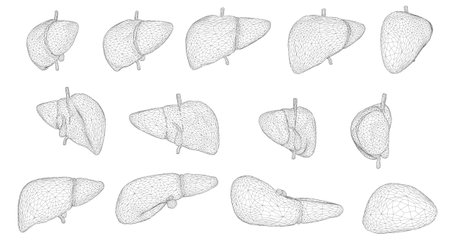 human liver. 3d vector. health and medicine. organ sealのイラスト素材
