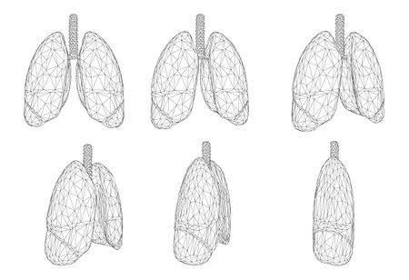 Vector set 3D lungs and bronchus. Isolated on white background. Element for medical design.のイラスト素材