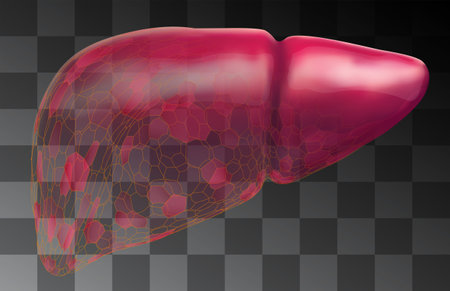 human liver. 3d vector. health and medicine. organ sealのイラスト素材