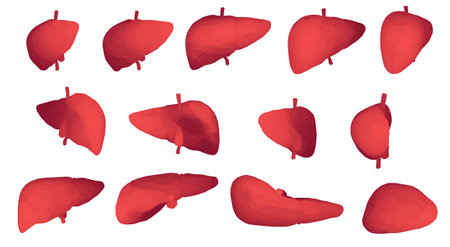 human liver. 3d vector. health and medicine. organ sealのイラスト素材