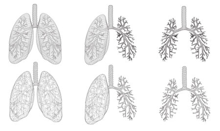 Vector set 3D lungs and bronchus. Isolated on white background. Element for medical design.のイラスト素材